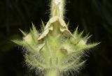 Phlomoides arctiifolia