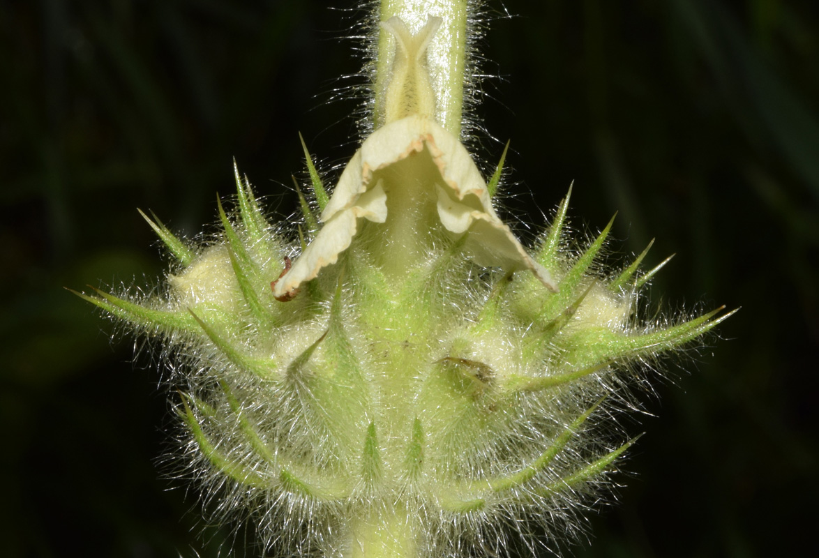 Image of Phlomoides arctiifolia specimen.