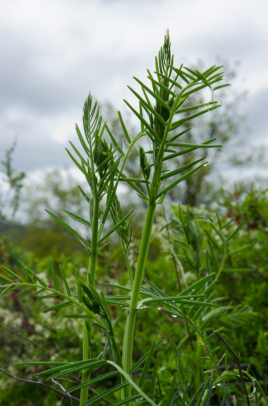 Изображение особи семейство Fabaceae.