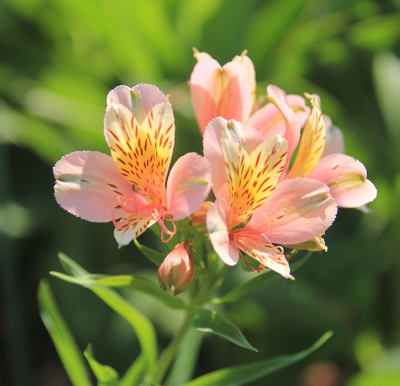 Image of genus Alstroemeria specimen.