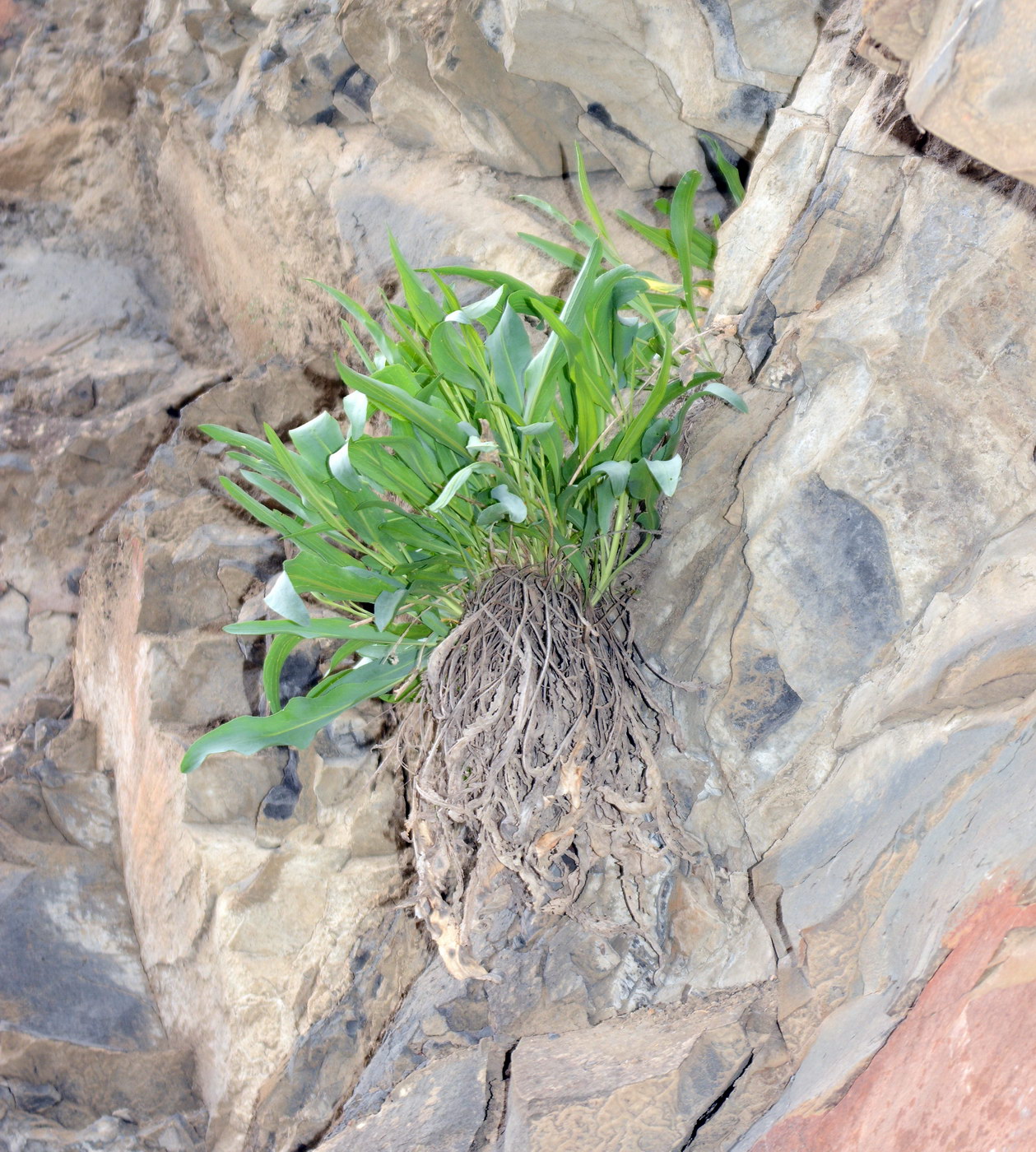 Image of Stroganowia paniculata specimen.