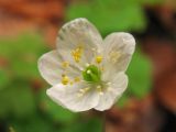 Isopyrum thalictroides