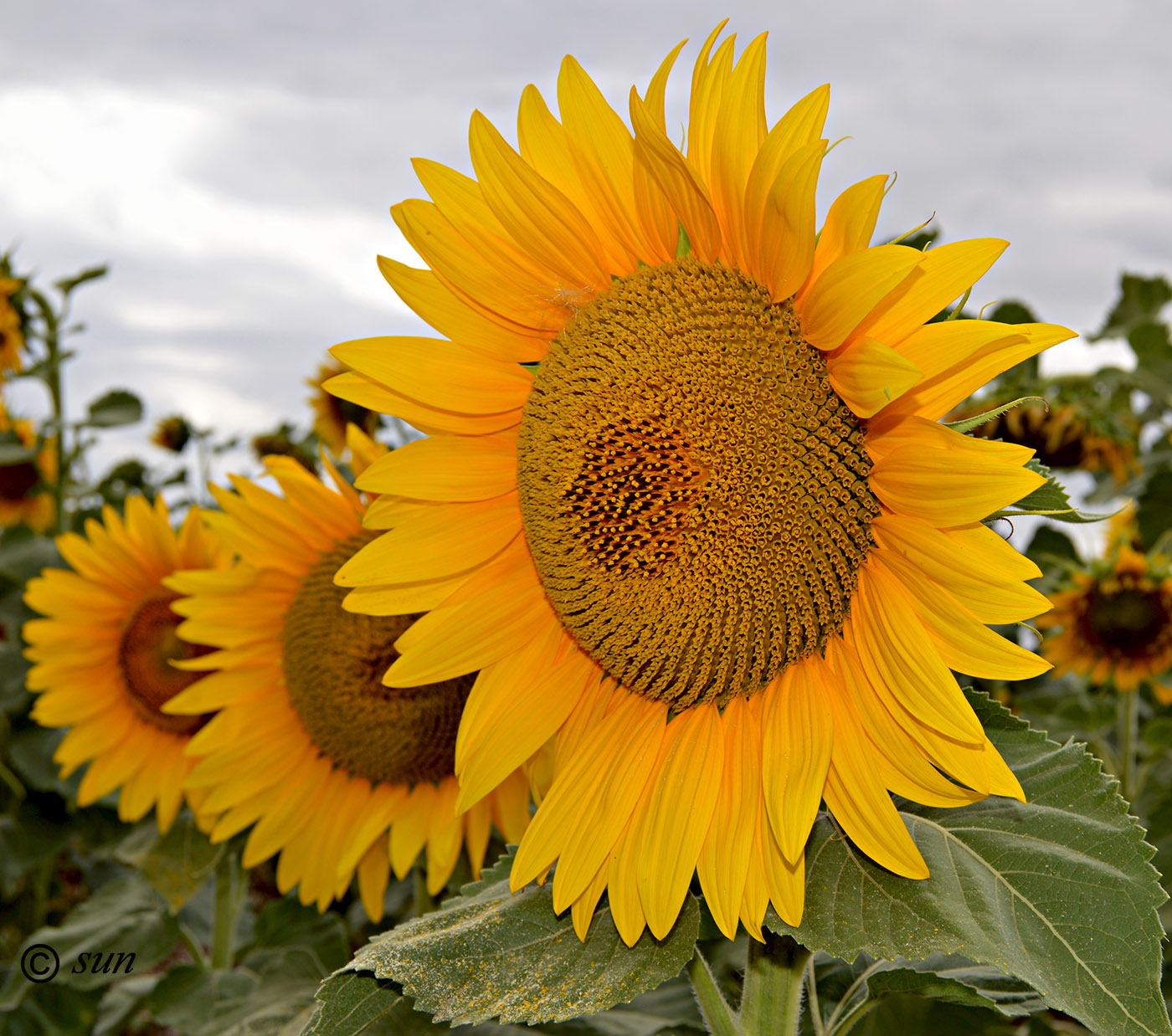 Изображение особи Helianthus annuus.