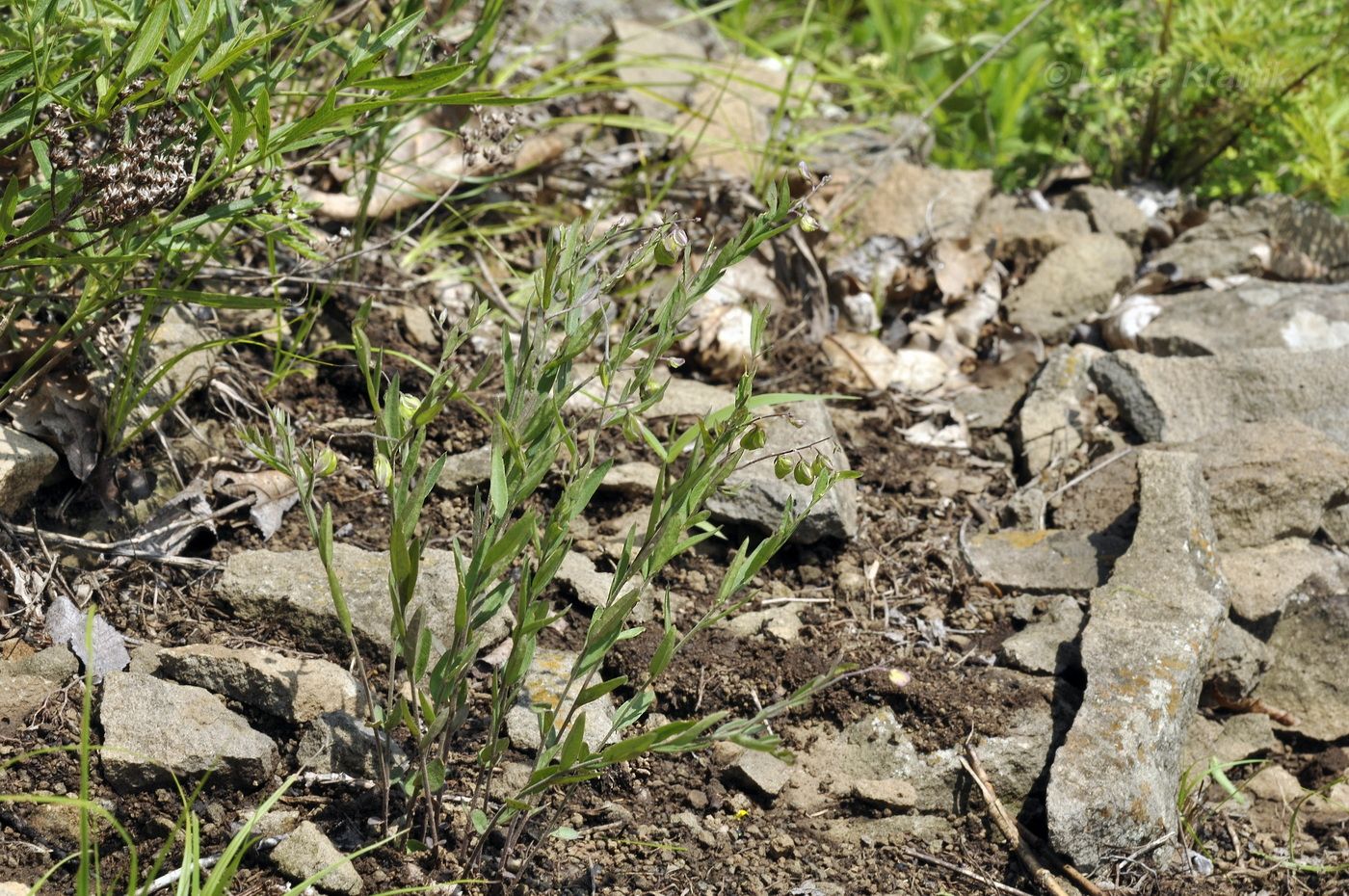 Image of Polygala sibirica specimen.