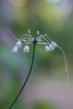 Allium oleraceum. Соцветие с цветками и выводковыми луковичками. Воронежская обл., Воронежский заповедник, сосновый лес, песчаная дорога. 11.07.2024.