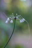 Смотреть изображение Allium oleraceum