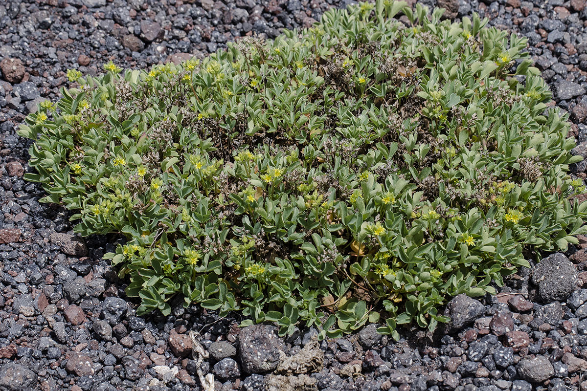 Image of Sibbaldia parviflora specimen.