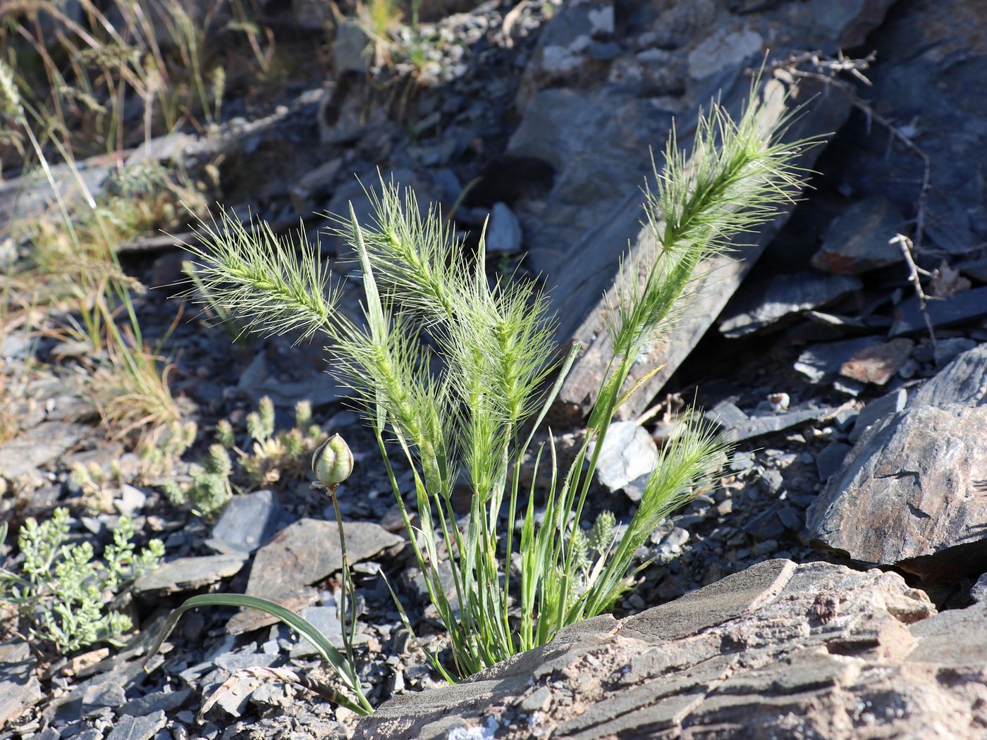 Image of Heteranthelium piliferum specimen.