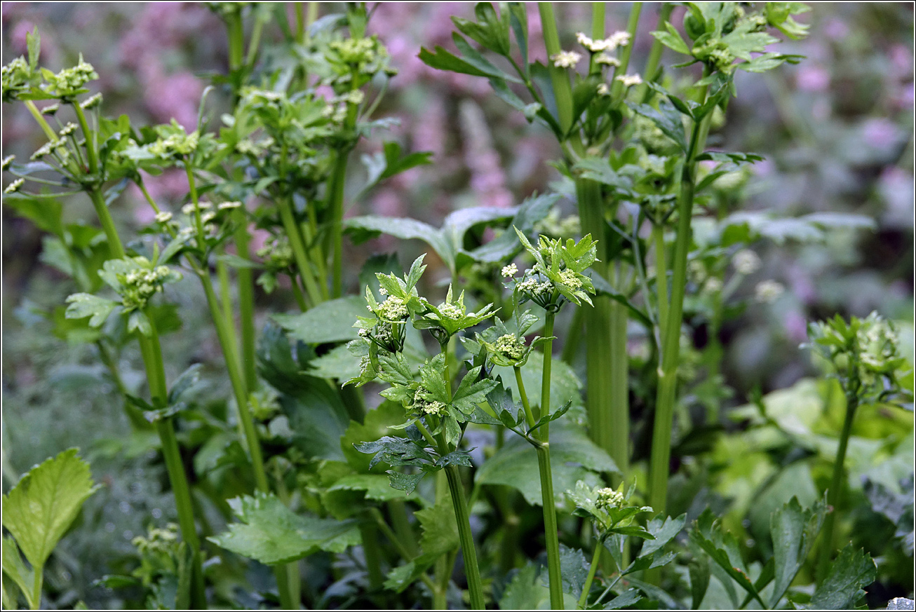 Изображение особи Apium graveolens.