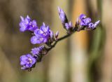 Limonium narbonense. Цветки и бутоны. Испания, автономное сообщество Каталония, провинция Жирона, комарка Альт-Эмпорда, муниципалитет Сан-Педро-Пескадор, устье р. Флувиа, осушенный участок маршевого луга. 19.10.2024.