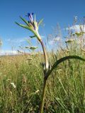 Gentiana macrophylla. Верхушка цветущего растения. Казахстан, Восточно-Казахстанская обл., Зайсанский р-н; Саур-Тарбагатай, Шиликтинская впадина, ≈ 1500 м н.у.м., степь. 1 июля 2024 г.