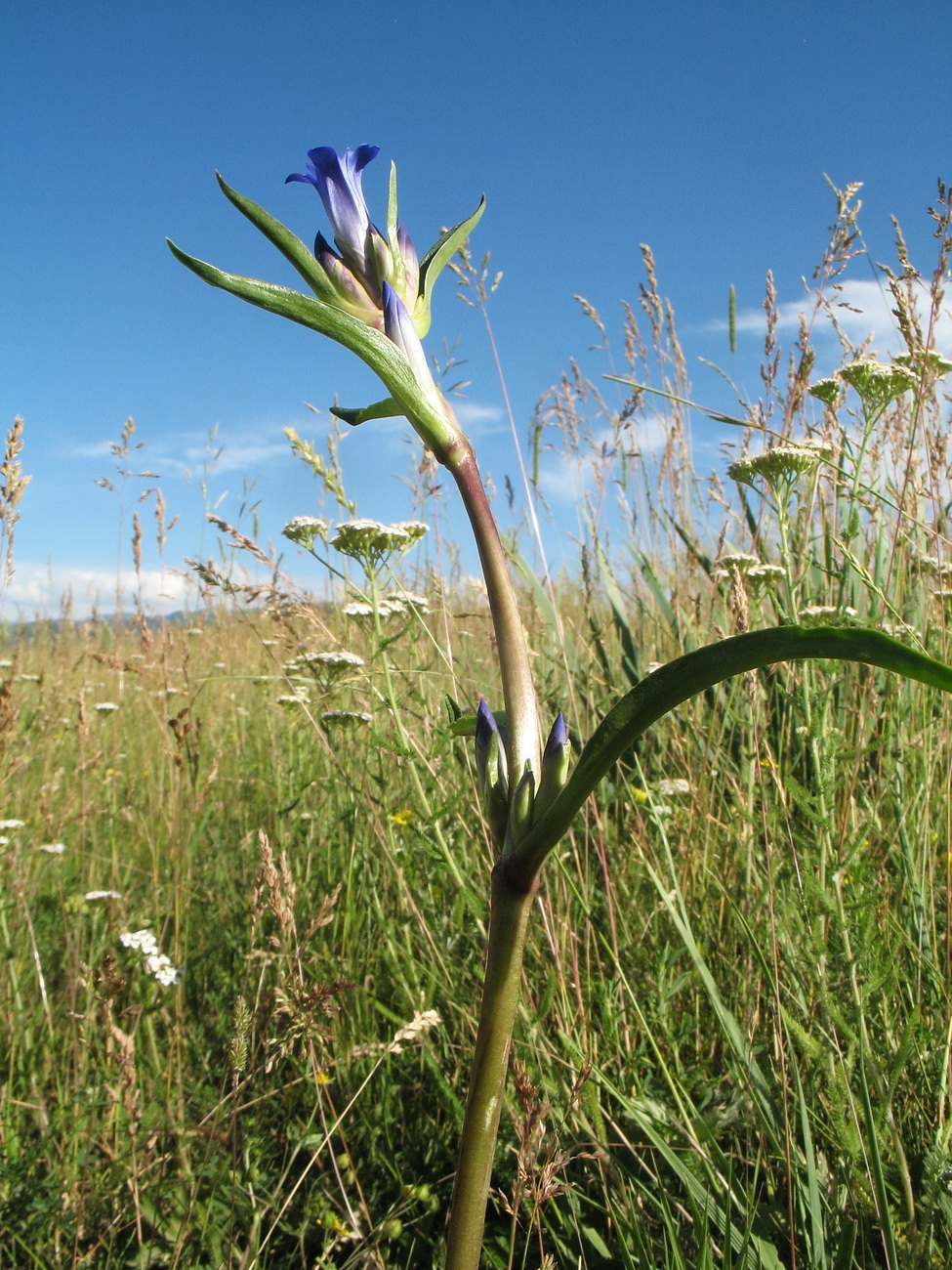 Изображение особи Gentiana macrophylla.