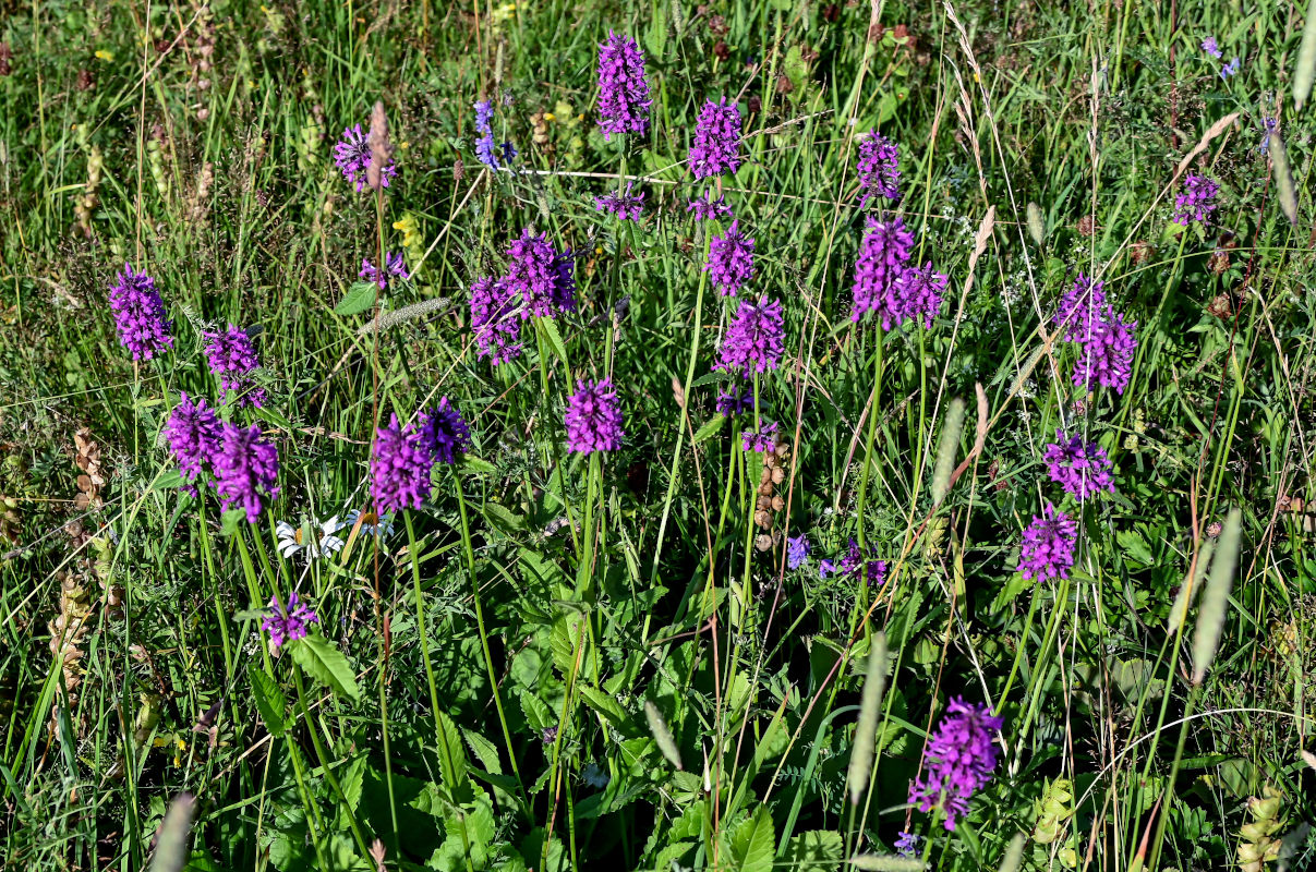 Изображение особи Betonica officinalis.