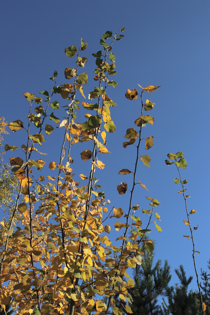 Изображение особи Populus tremula.