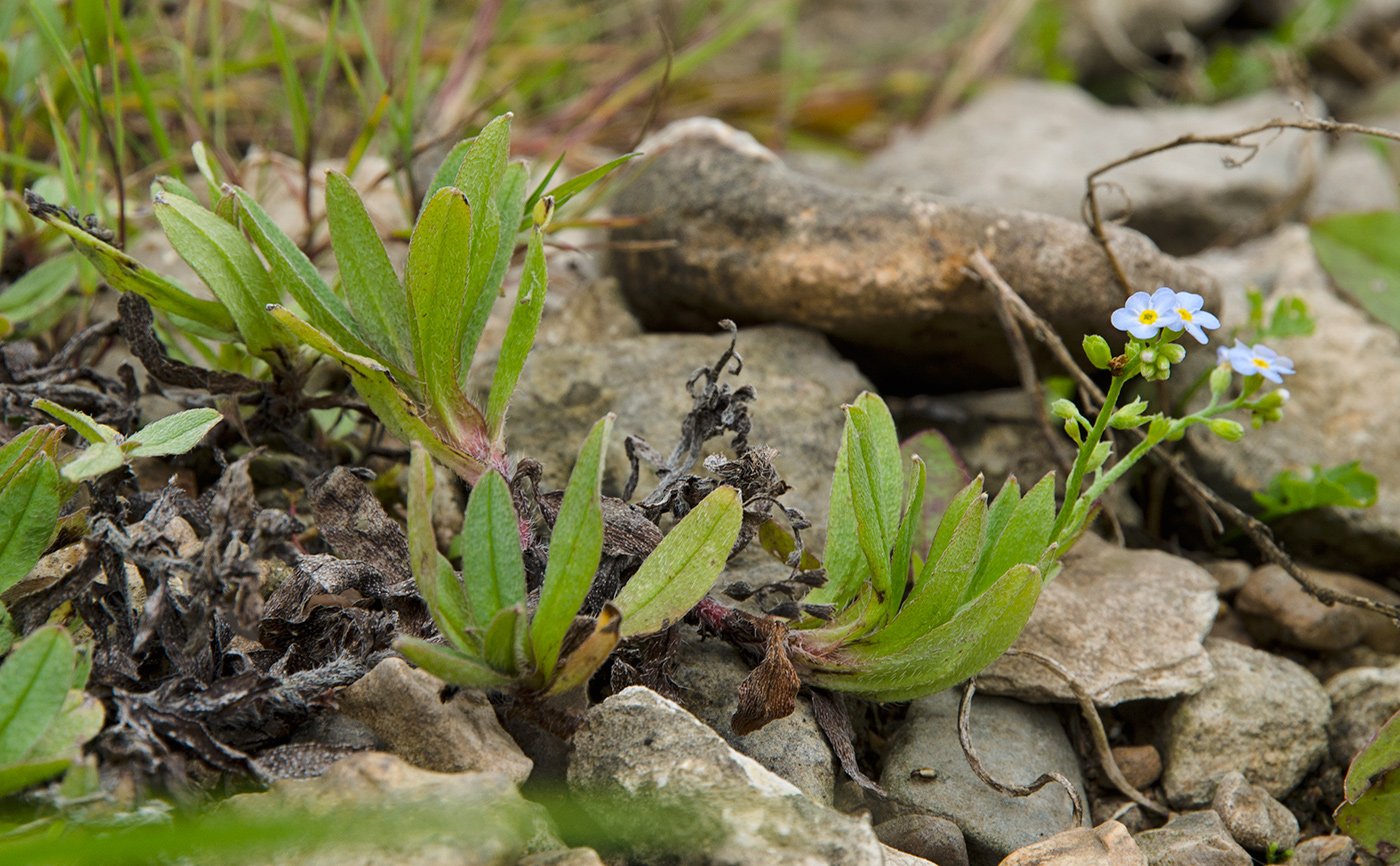 Изображение особи род Myosotis.