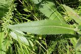 Cirsium canum