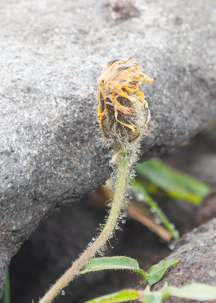 Image of Crepis chrysantha specimen.