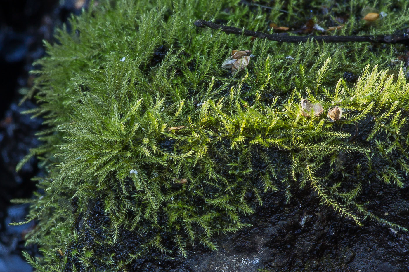 Image of Hygroamblystegium tenax specimen.