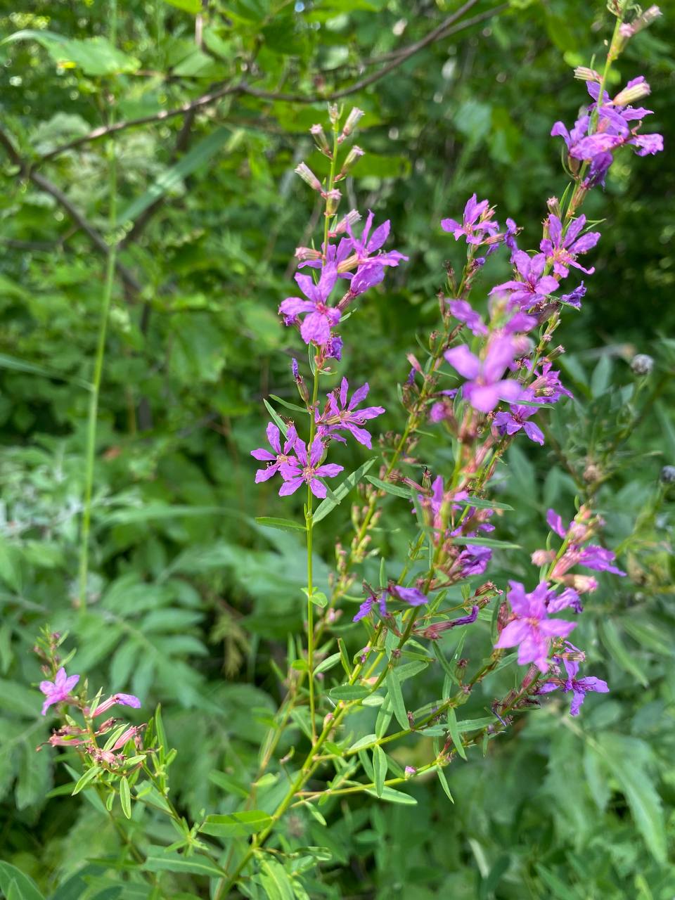 Image of Lythrum virgatum specimen.