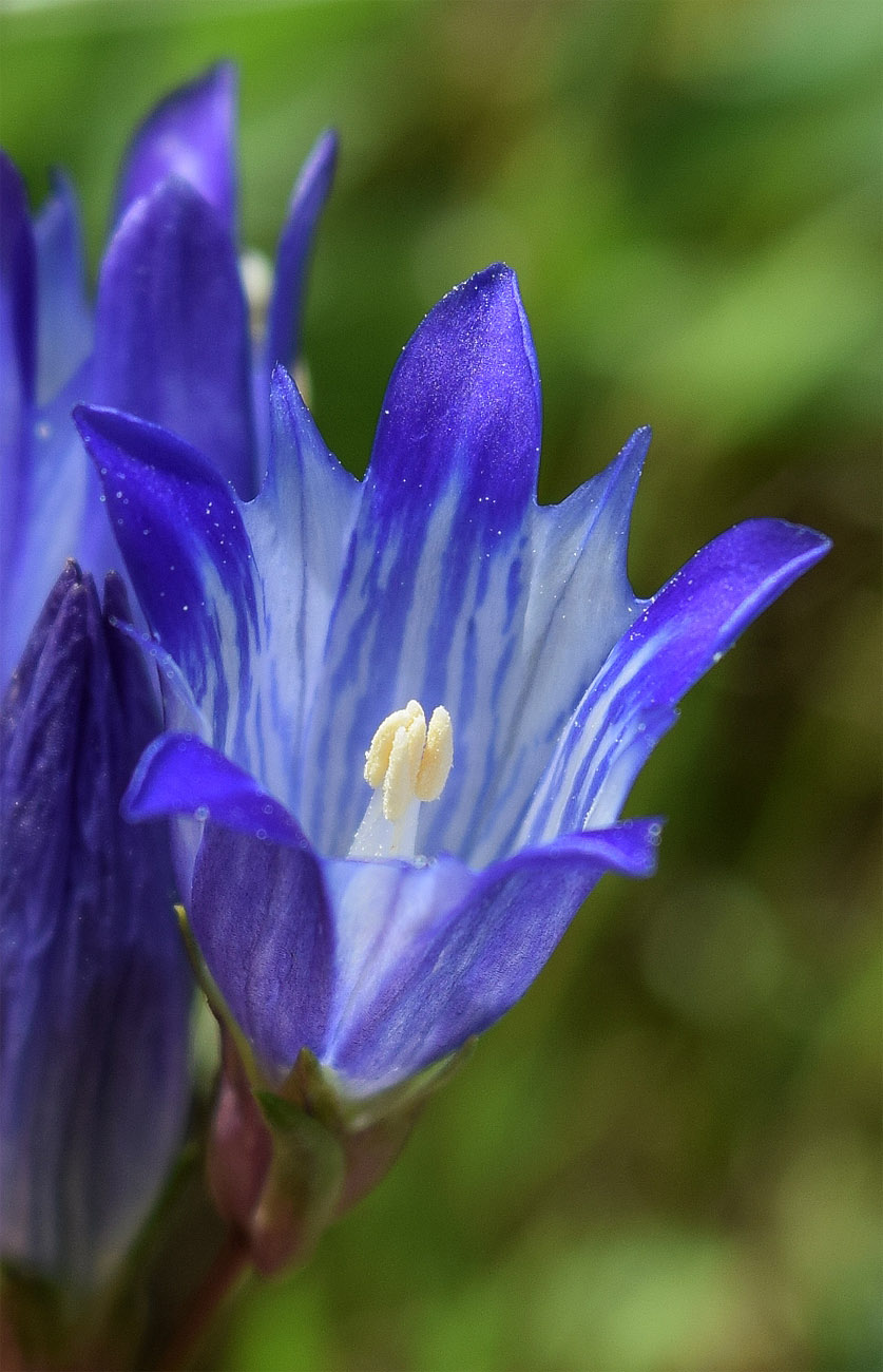 Image of Gentiana olivieri specimen.