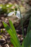 Galanthus elwesii