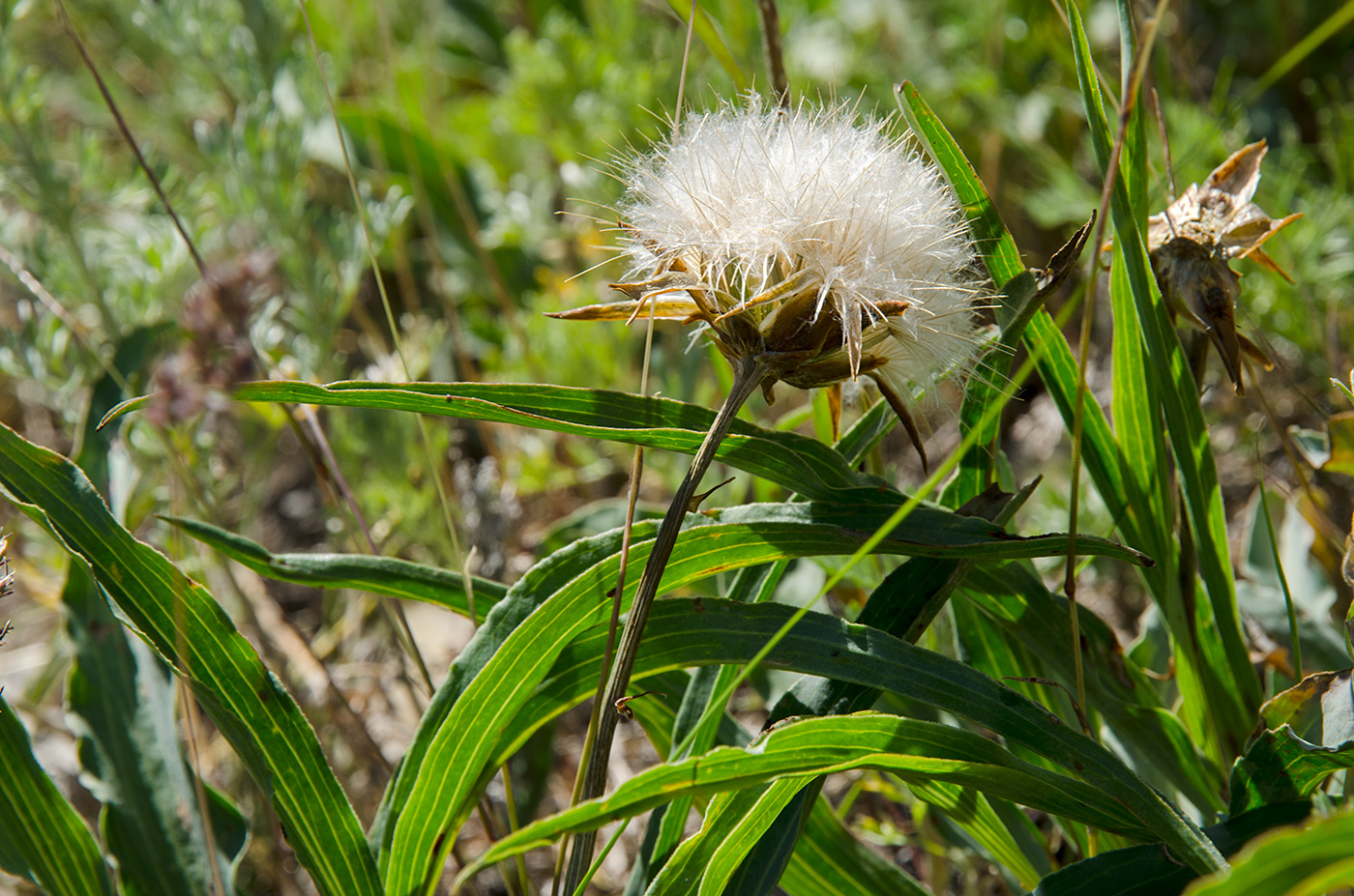 Image of Scorzonera austriaca specimen.
