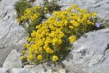 View full-size image Saxifraga ferdinandi-coburgi