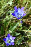 View full-size image Gentiana olivieri