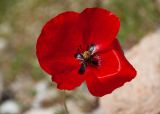 View full-size image Papaver rhoeas