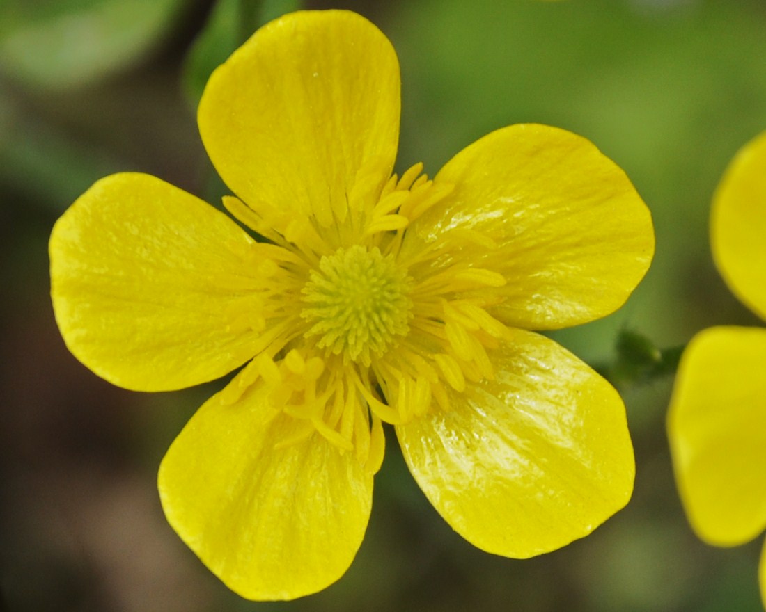 Изображение особи род Ranunculus.