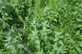 View full-size image Mentha longifolia