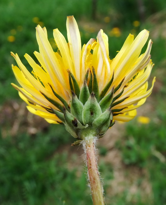 Image of Taraxacum ussuriense specimen.