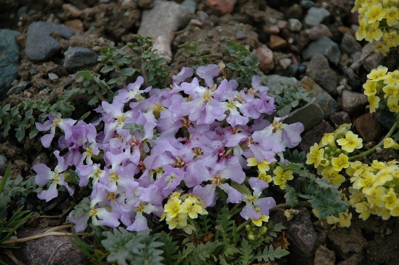 Image of Chorispora bungeana specimen.