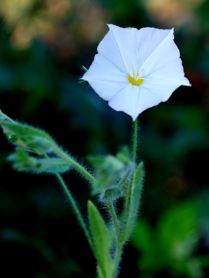 Изображение особи Convolvulus pilosellifolius.