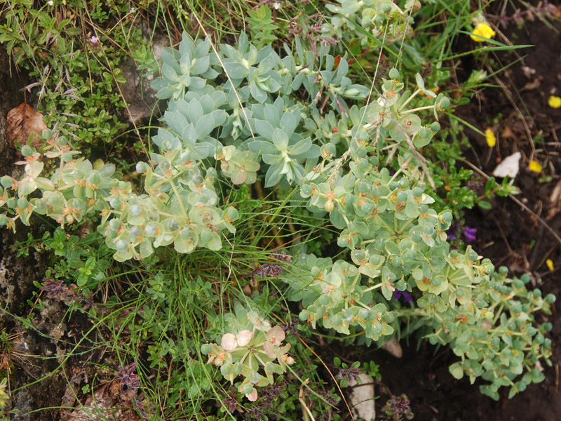 Image of Euphorbia myrsinites specimen.