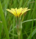 Scorzonera parviflora