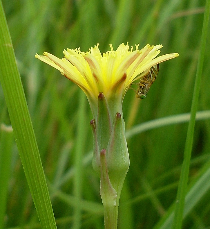 Плантариум. Scorzonera parviflora). Козелец мелкоцветный. Скорцонера растение. Козелец Луговой.