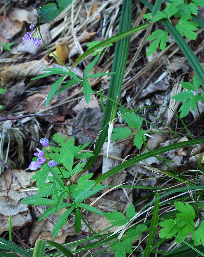 Изображение особи Cardamine trifida.