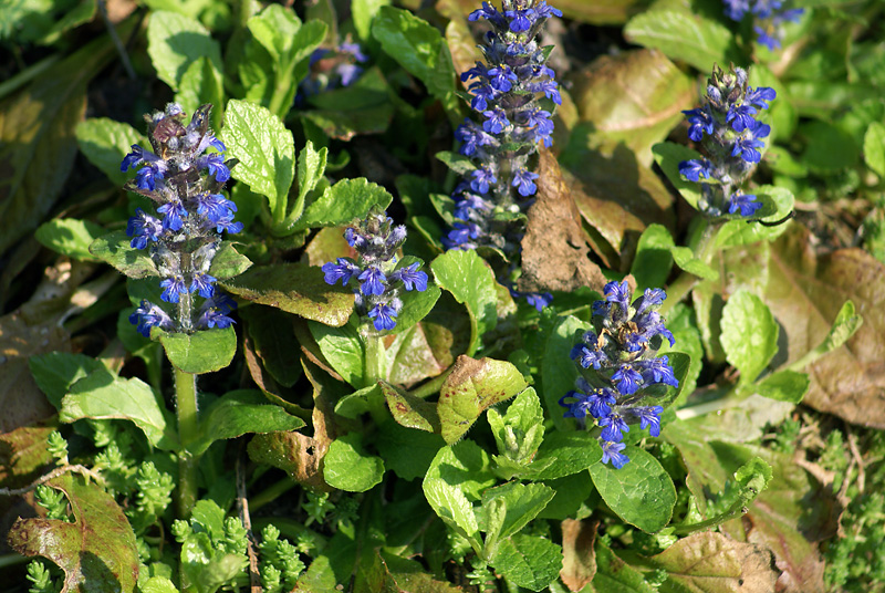 Image of Ajuga reptans specimen.