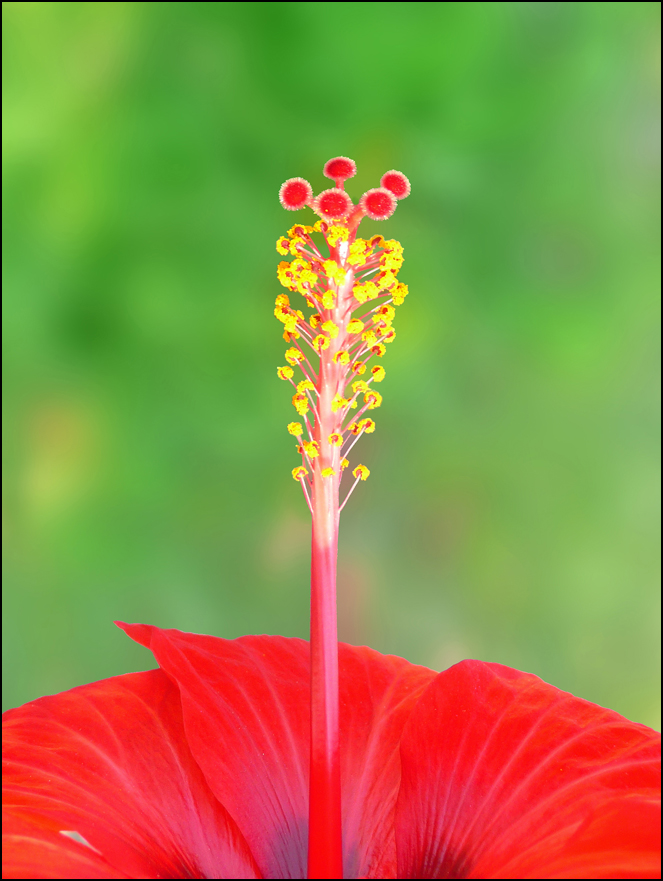 Image of Hibiscus rosa-sinensis specimen.