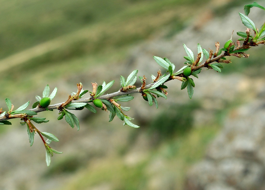 Image of Cerasus erythrocarpa specimen.