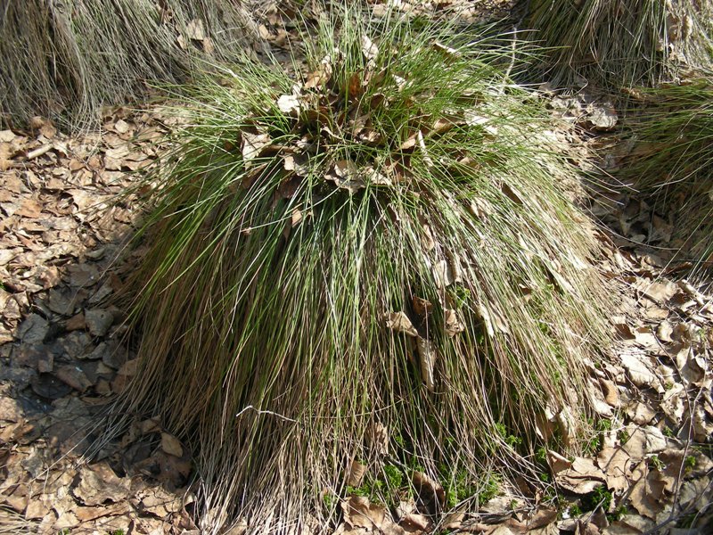 Image of Eriophorum vaginatum specimen.