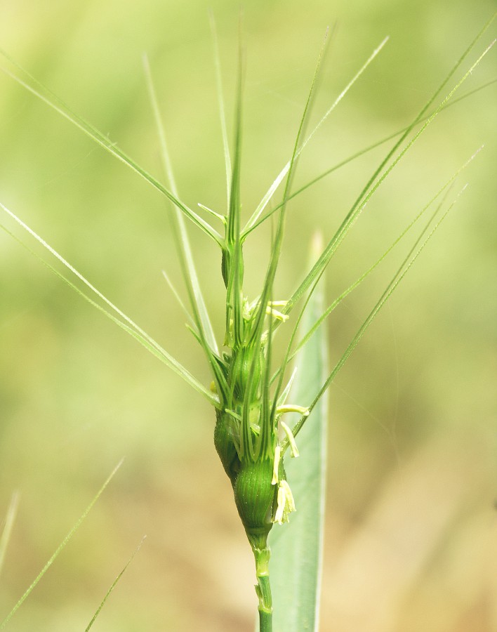 Изображение особи Aegilops peregrina.