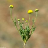 Cancrinia discoidea. Цветущее растение. Казахстан, Джамбульская обл., южнее оз. Балхаш. 13.05.2011.