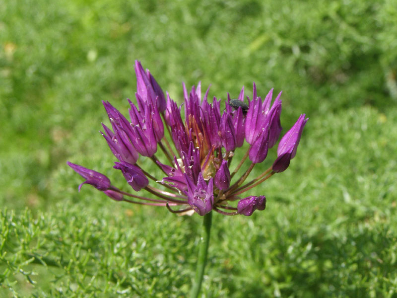 Image of Allium barsczewskii specimen.