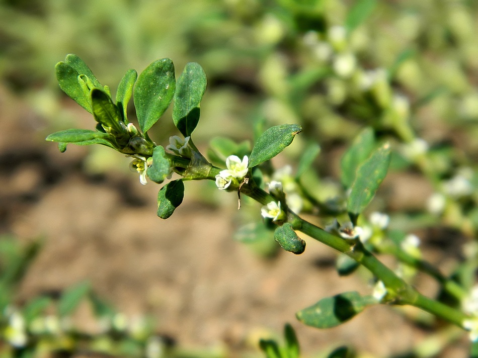 Изображение особи Polygonum arenastrum.