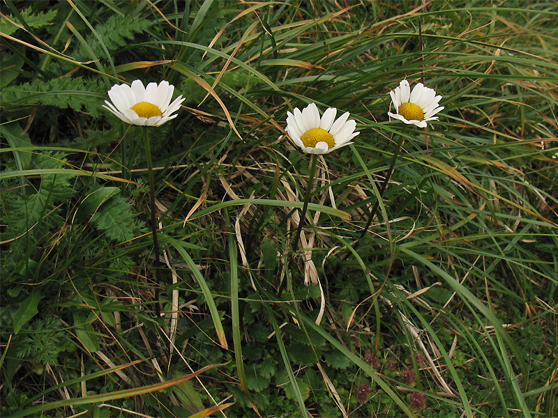 Изображение особи Leucanthemum gaudinii.