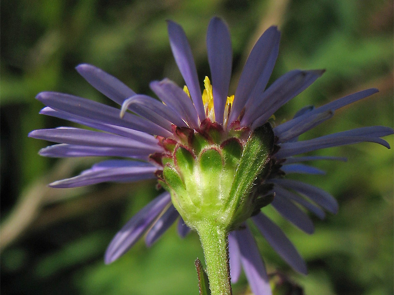 Изображение особи Aster amellus.