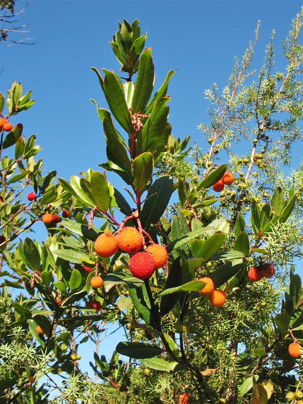 Image of Arbutus unedo specimen.