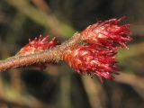 Myrica gale. Женские соцветия. Нидерланды, провинция Drenthe, национальный парк Drentsche Aa, болото Siepelveen. 19 апреля 2008 г.